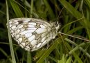 /gallery/data/514/thumbs/Marbled_White2.jpg
