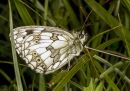 Marbled_White2.jpg