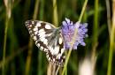 Marbled_White_Butterfly.jpg