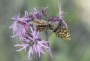 Marsh_Fritillary_on_Ragged_Robin.jpg