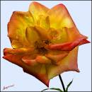 Masquerade1_Rose.jpg