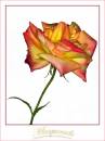 Masquerade_Rose.jpg