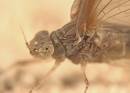 Mayfly_2_0072.jpg