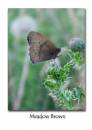 Meadow_Brown_1.jpg