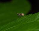 Micropterix-aruncella0960.jpg