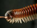 Millipede_rev_50_10_06_0132.jpg