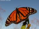 Monarch-03.JPG
