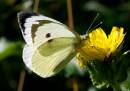 Morning-Walk_1860_edited-1.jpg