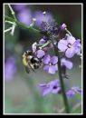 Moth_Bee_038_edited-2.jpg