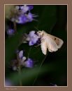 Moth_N_D_600_Sig_105_HH_RF_071716_1305.jpg