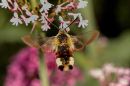 Narrow_Banded_Hawk_Moth.jpg