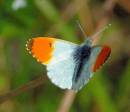 ORANGE-TIP_750_x_650_.jpg