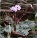 OUTSIDE_CYCLAMEN_.jpg