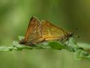 Ochlodes_sylvanus3352.jpg