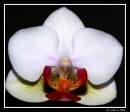 Orchid.jpg