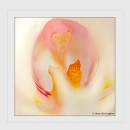 Orchid1.jpg