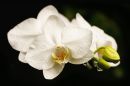 Orchid4.jpg