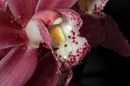 Orchid5.jpg