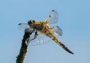 P5300735-DxO_DeepPRIME-3_edited-2.jpg