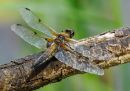 P5300780-DxO_DeepPRIME-3_edited-2.jpg