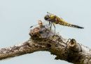 P5301011-DxO_DeepPRIME-3.jpg