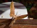 P6052030big_moth.jpg