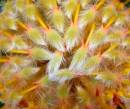P9040300_feathers_or_flowers_cut.jpg