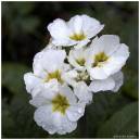 PRIMROSE_.jpg
