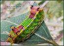 Painted-Cup-Moth-Caterpillar-C-tva-27-5-12.jpg