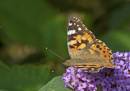 Painted_Lady_1.jpg