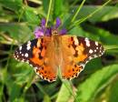 Painted_Lady_3_600_x_517_.jpg