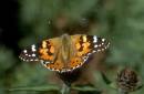 Painted_Lady_Butterfly_3.jpg