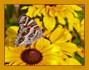 Painted_Lady_N_600_Sigma_105_Macro_HH_RF_061216_9473.jpg