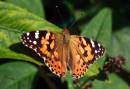 Painted_lady2.jpg
