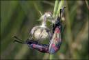 Pair_of_Six_Spot_Burnett_Moths.jpg