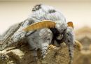 Pale_Tussock-1.JPG