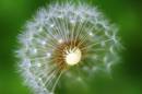 Part_Dandilion_Clock.jpg