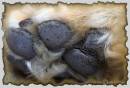 Paw-burnt.jpg