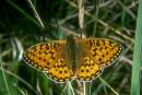 Pearl-bordered_Fritillary-2.jpg