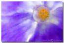 Periwinkle1.jpg