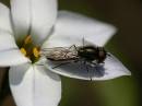 Platycheirus-spp.jpg