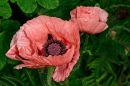 Poppy8.jpg