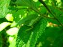 Praying_Mantis_1.JPG