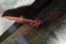 Privet_Hawk_Moth.jpg
