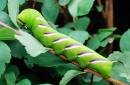 Privet_Hawkmoth_caterpilar.jpg