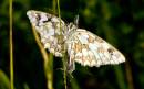 Push_Me_Pull_Me_Butterfly.jpg