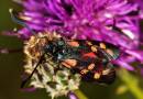 Radio_active_Burnet_Moth.jpg