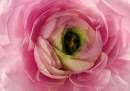Ranunculus.jpg