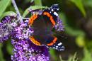 Red-admiral-1.jpg