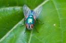 Red-eyed_Fly.jpg